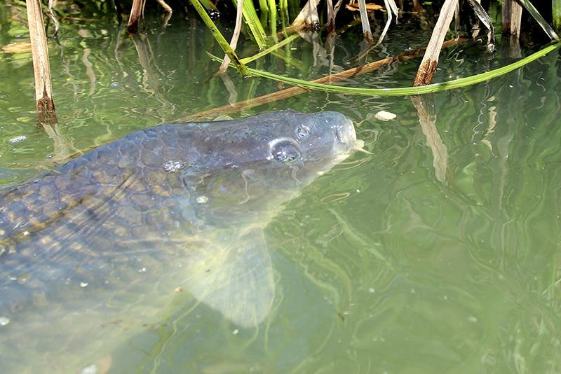 FIVE BAITS THAT YOU MUST USE WHEN COARSE FISHING! Angling Times